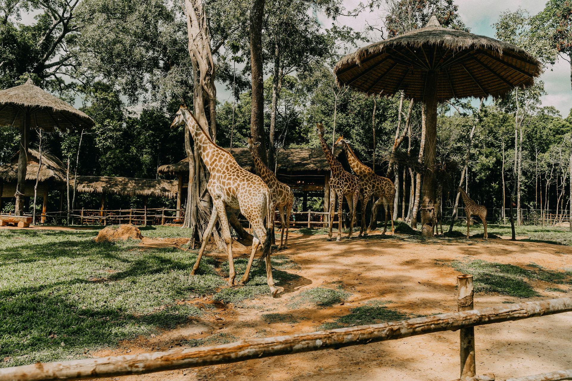 Giraffes in a Wildlife Reserve