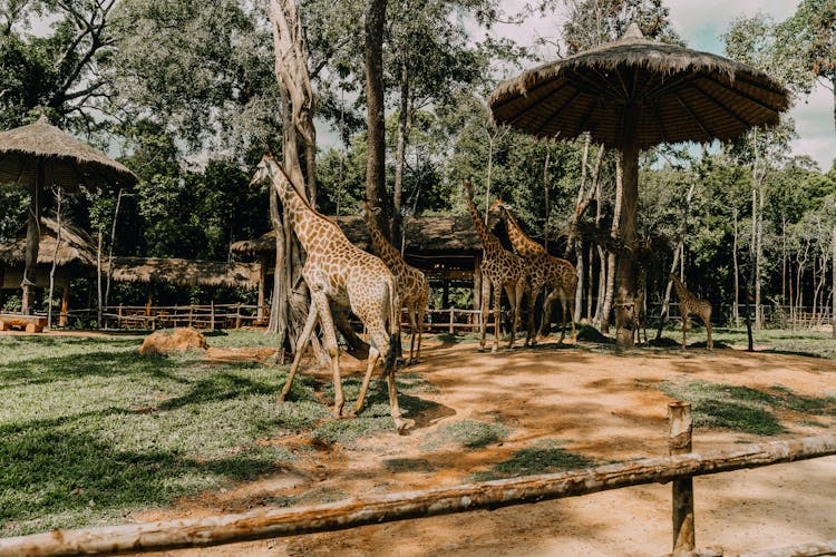 Giraffes In A Wildlife Reserve