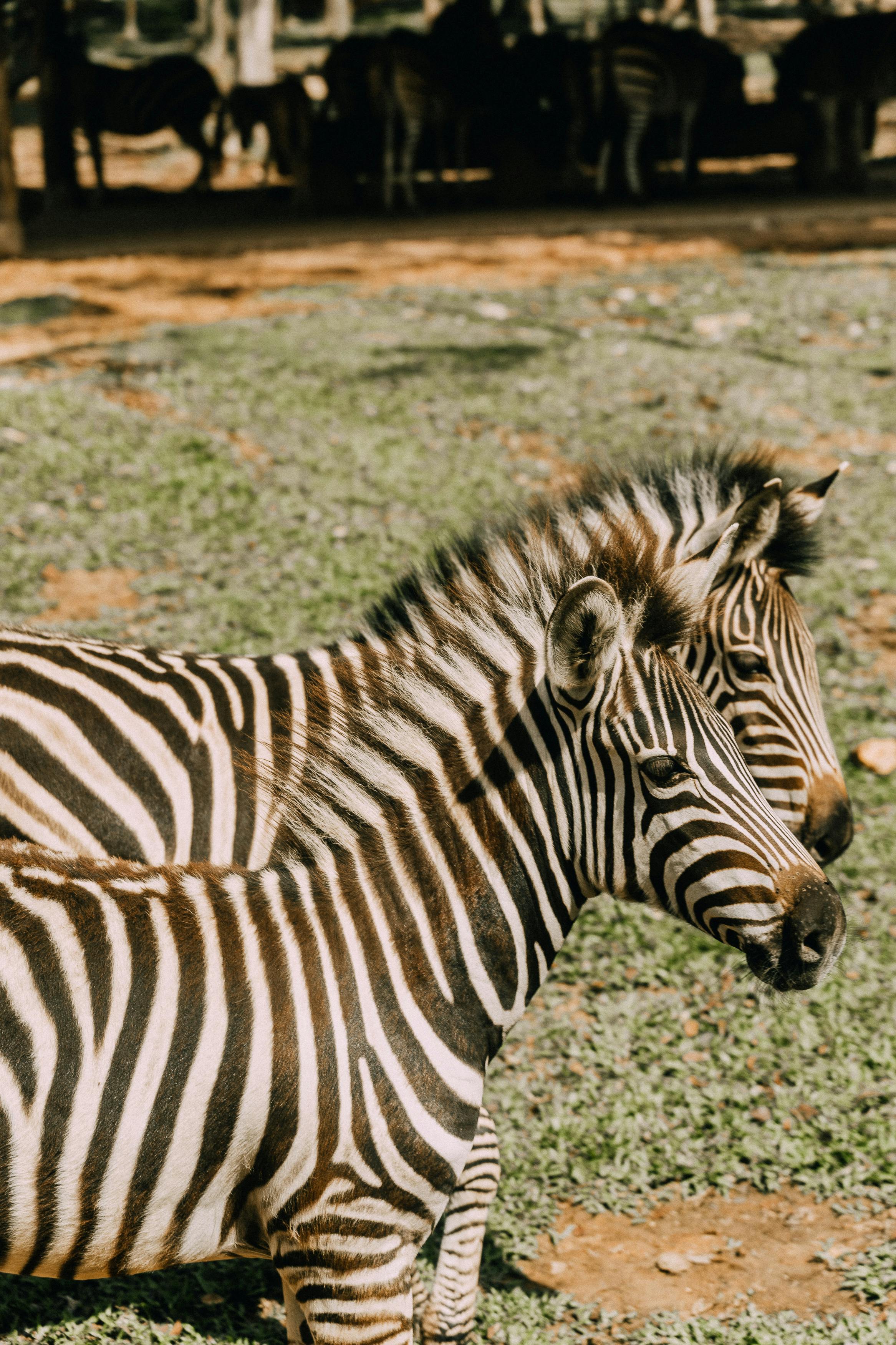 side view photo of black and white zebras