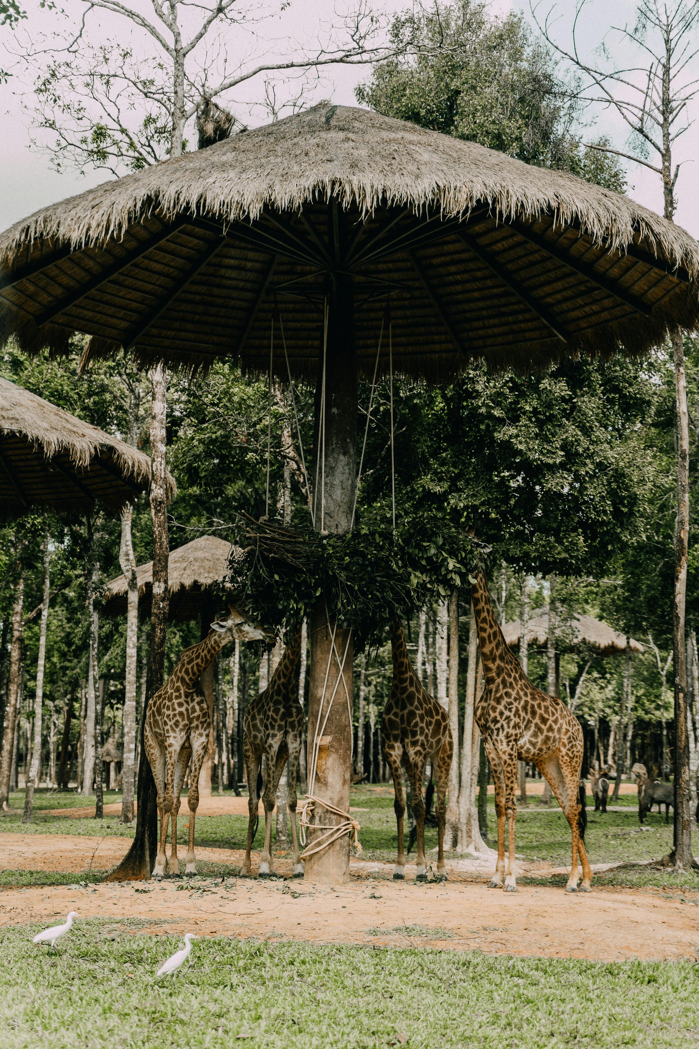 giraffes feeding on leaves