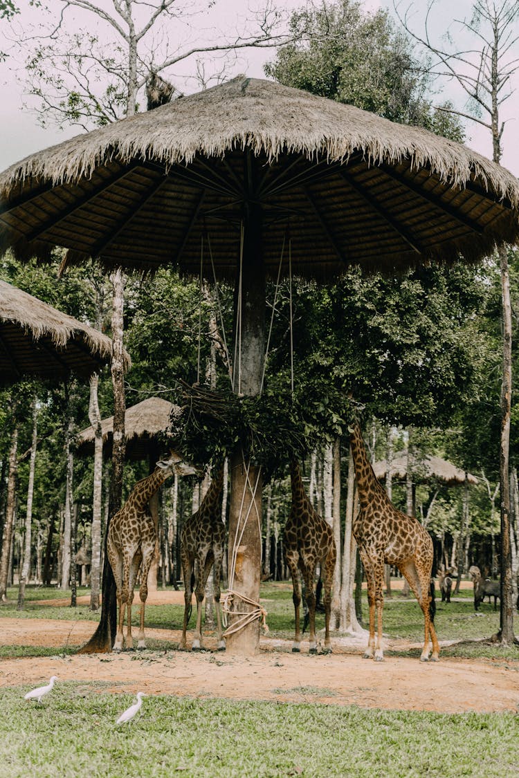 Giraffes Feeding On Leaves