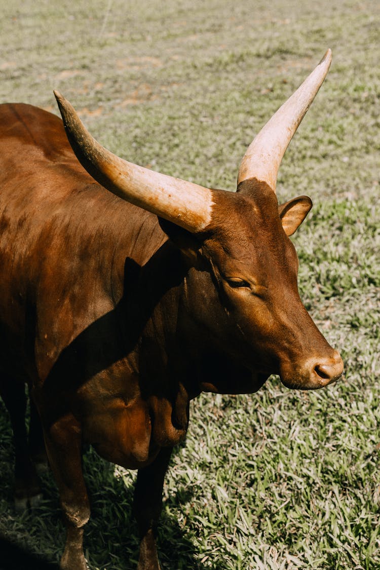 Close-Up Shot Of Texas Longhorn On The Grass