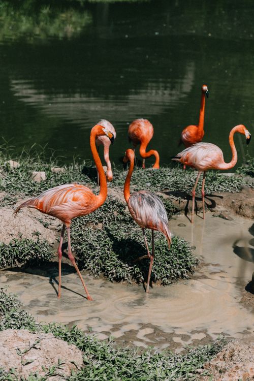 Free A group of bright pink flamingos wading in a natural wetland setting under sunlight. Stock Photo