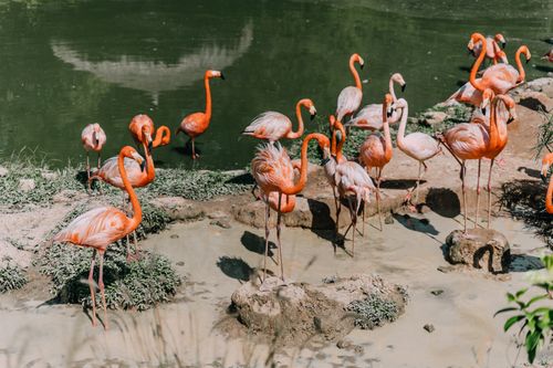 Free A group of bright pink flamingos standing beside a serene lake. Stock Photo