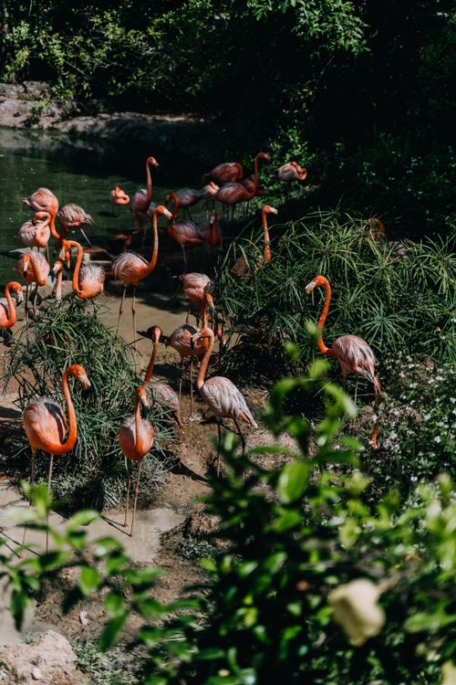 Free Vibrant flamingos standing by the water surrounded by lush greenery in a wildlife sanctuary. Stock Photo