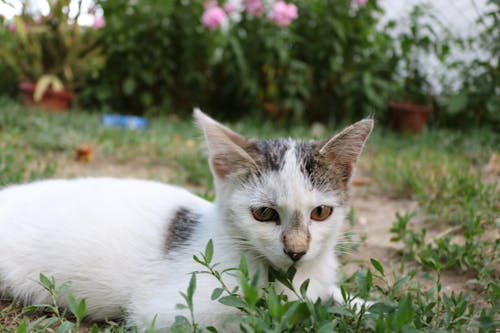 Δωρεάν στοκ φωτογραφιών με Γάτα, γατάκι, γλυκούλι