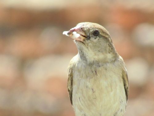 Free stock photo of animal image, bird, bird chirping Stock Photo