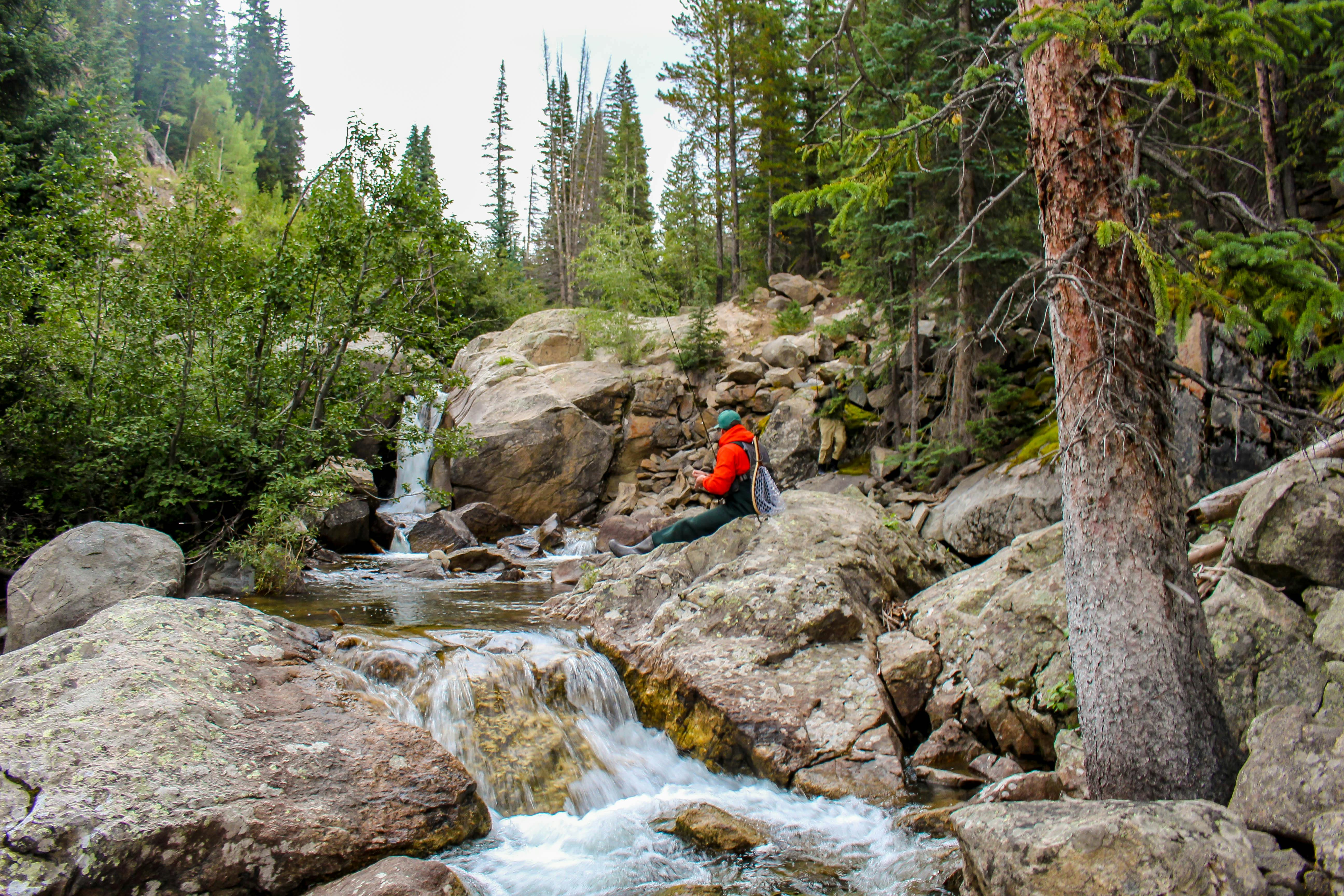 Free stock photo of fish, fishing, fly fishing