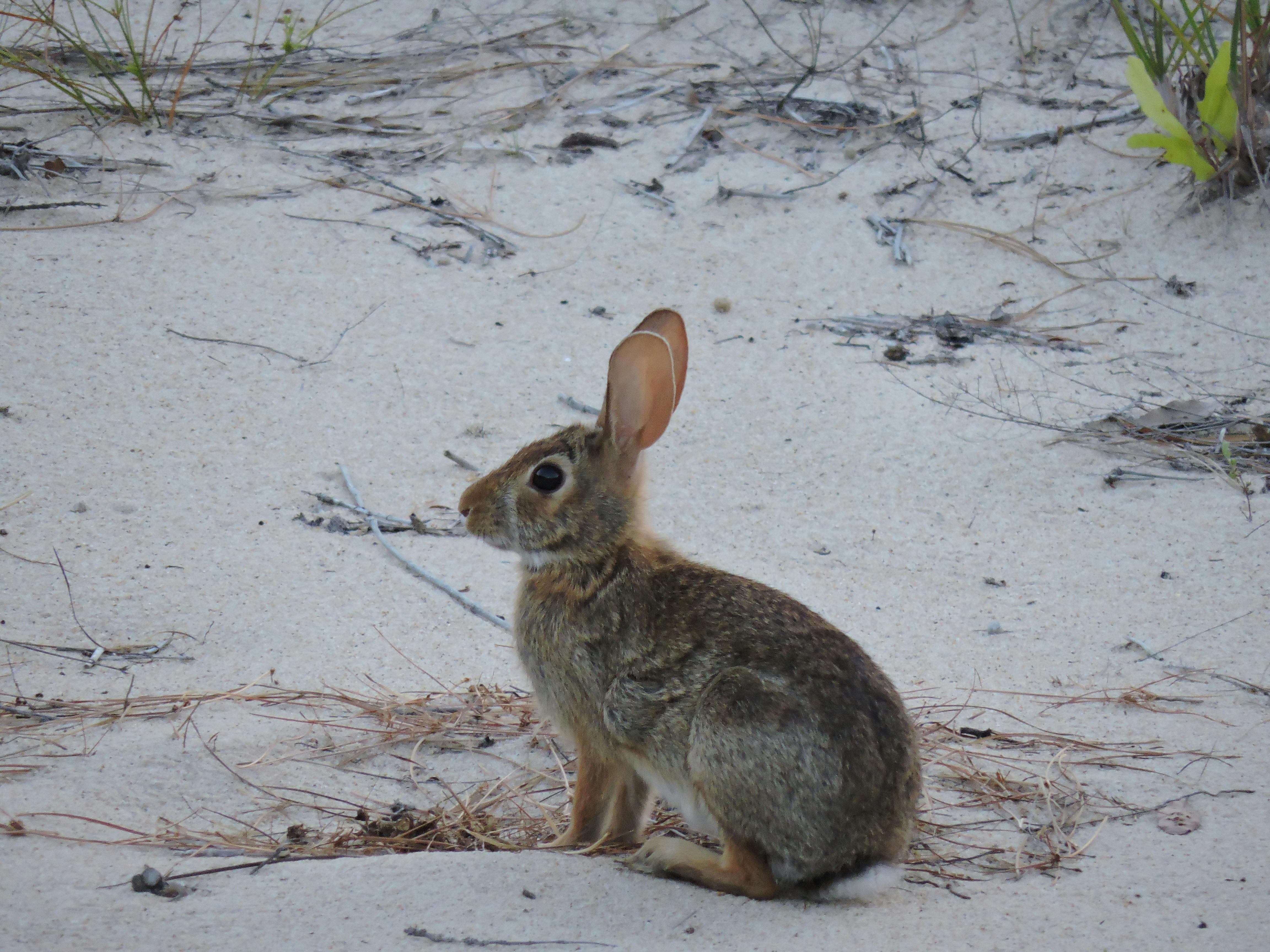 Free stock photo of beach, rabbit