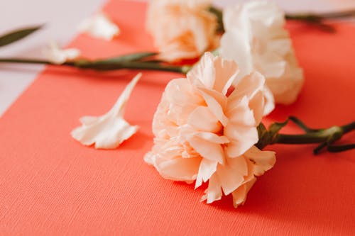 คลังภาพถ่ายฟรี ของ กลีบดอก, กำลังบาน, ดอกไม้สีขาว