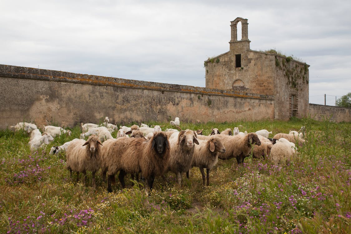 Photo of a Herd of Sheep on a Green Grass Field