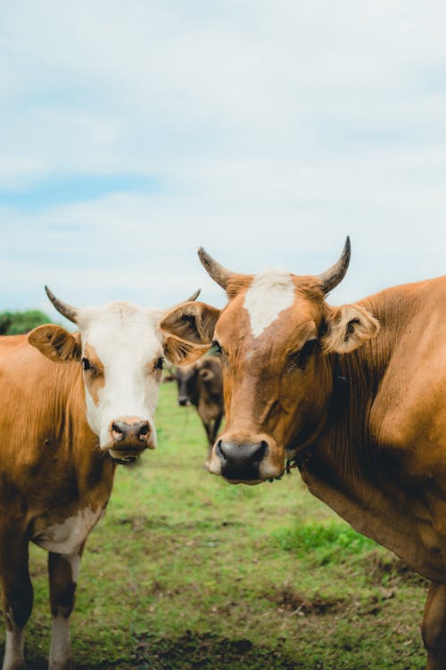 Brown cows grazing in pasture in countryside