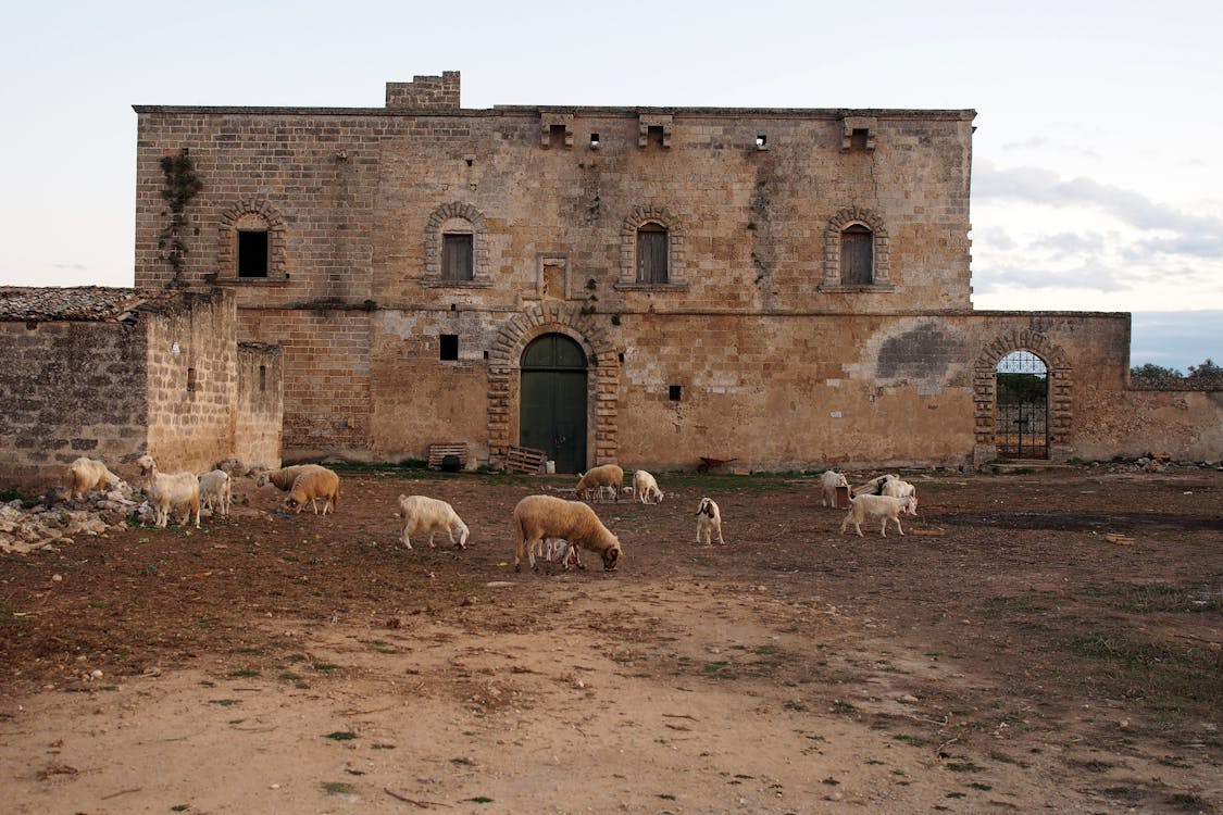 Sheep Grazing on a Pasture in Front of an Abandoned Building 