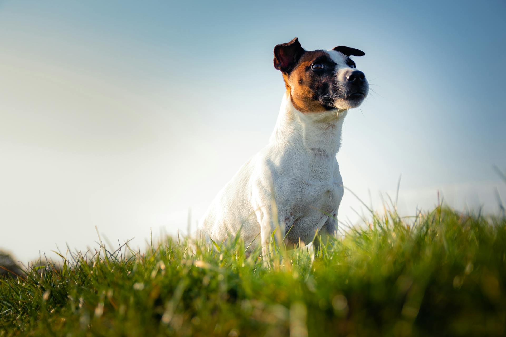 A Jack Russel on the Grass