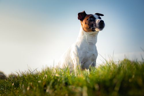 Free A Jack Russell Terrier stands in a grassy field under clear blue skies, embodying freedom and vitality. Stock Photo