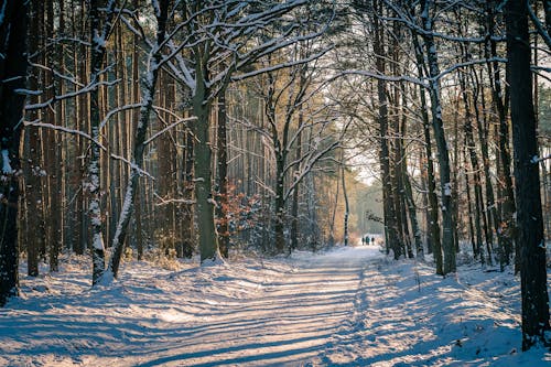 Imagine de stoc gratuită din arbori, cale, codru