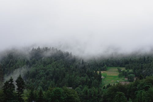 Thick Fog Covering the Evergreen Forest