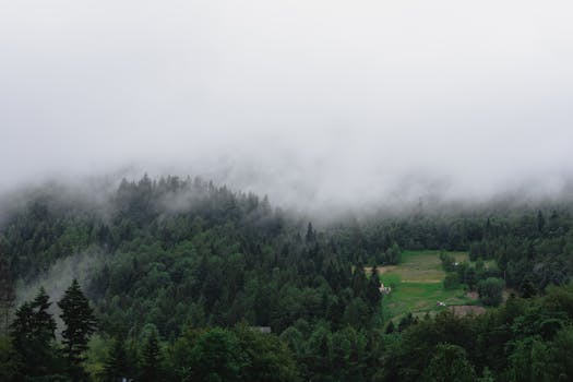 Foggy forest landscape with evergreen trees and mist in a rural setting.