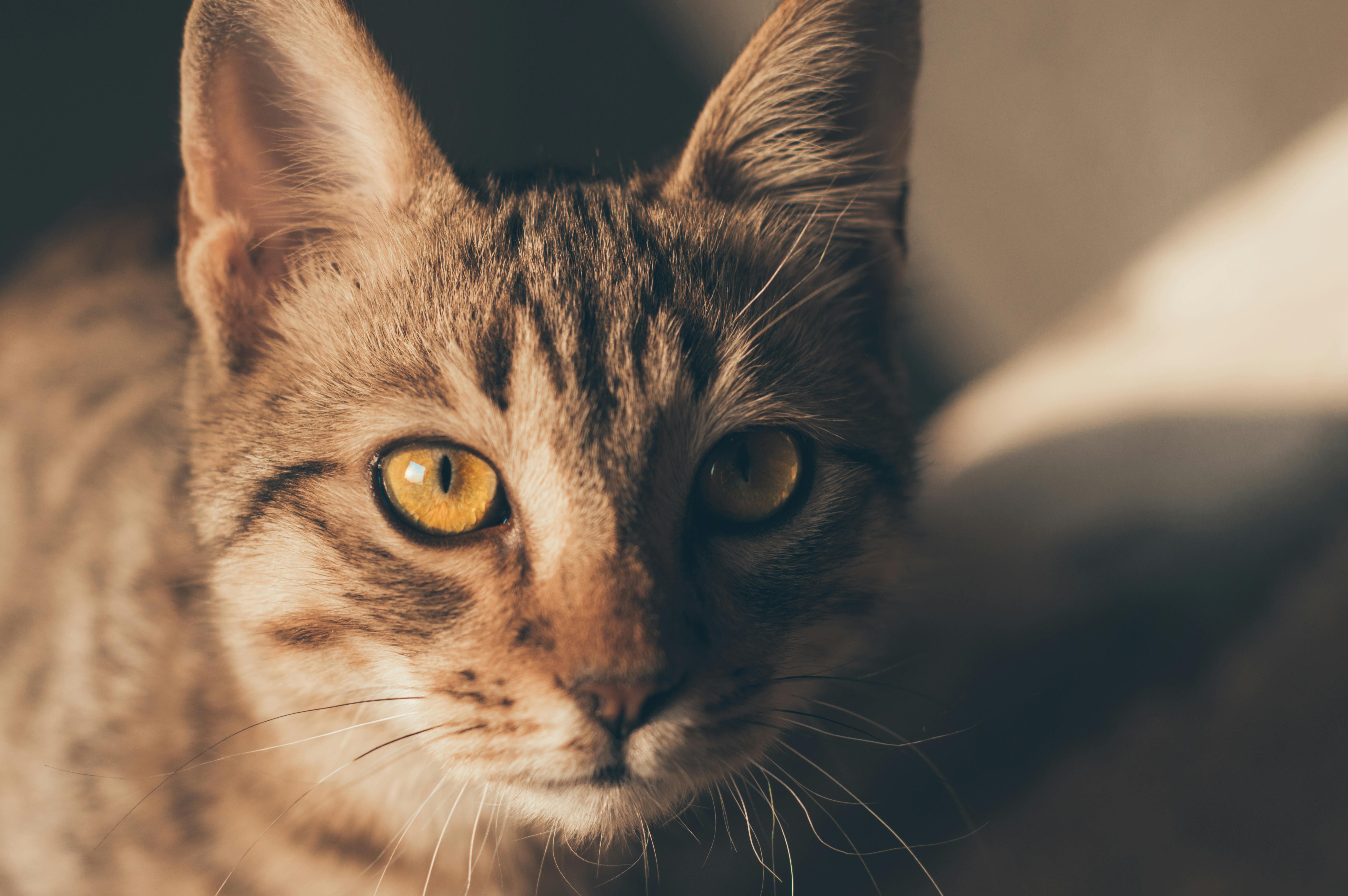 Photo of a Tabby Cat Between People · Free Stock Photo