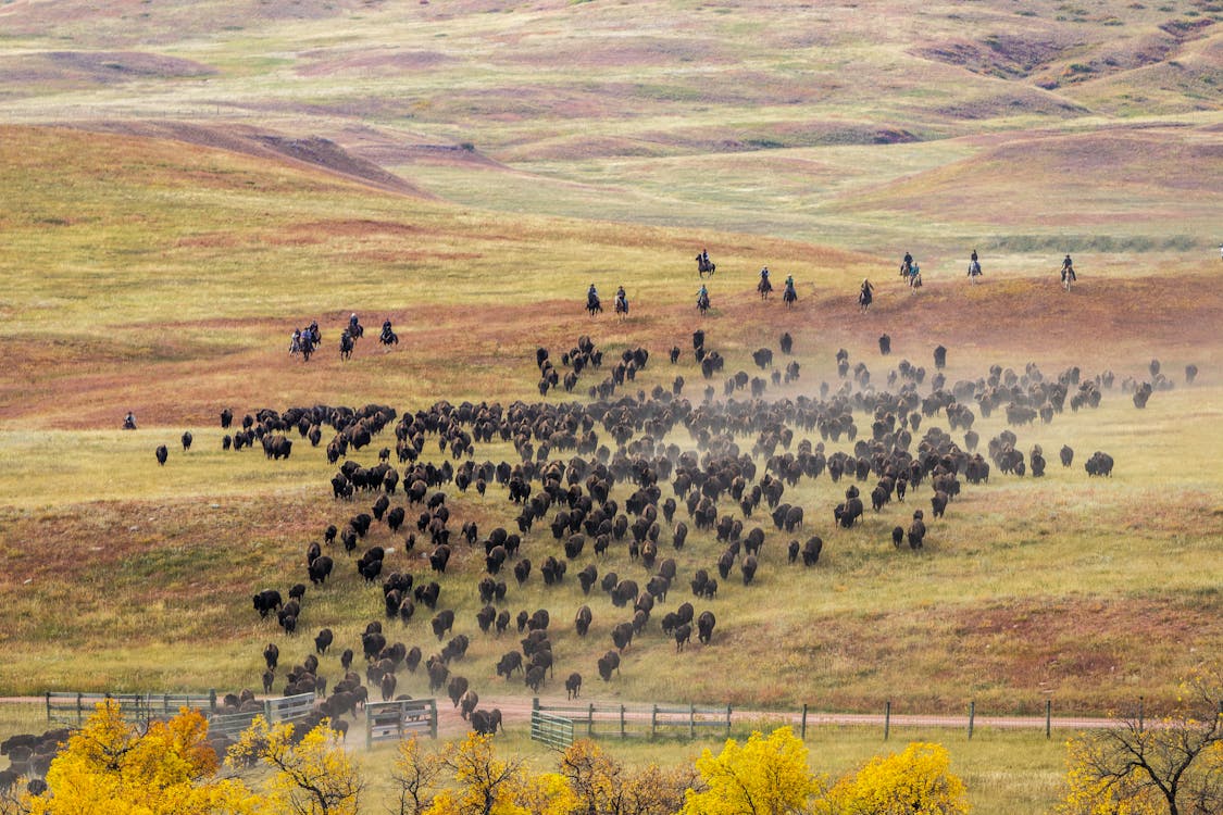 Free Herd of Buffalo Raging Stock Photo