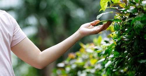 Crop anonymous woman in casual outfit examining green foliage on plants and bushes in garden in summer day