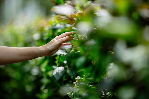 Crop faceless woman examining green foliage on bushes and plants in summer day in garden