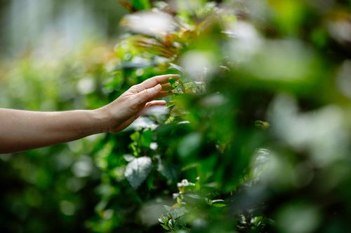 Free Crop faceless woman examining green foliage on bushes and plants in summer day in garden Stock Photo