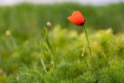 A Blooming Red Poppy Flower in the Wild