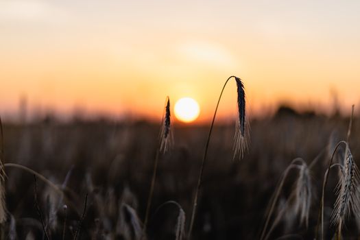 Serene view of wheat field at sunset, capturing the golden sun and silhouetted grains swaying in the breeze.