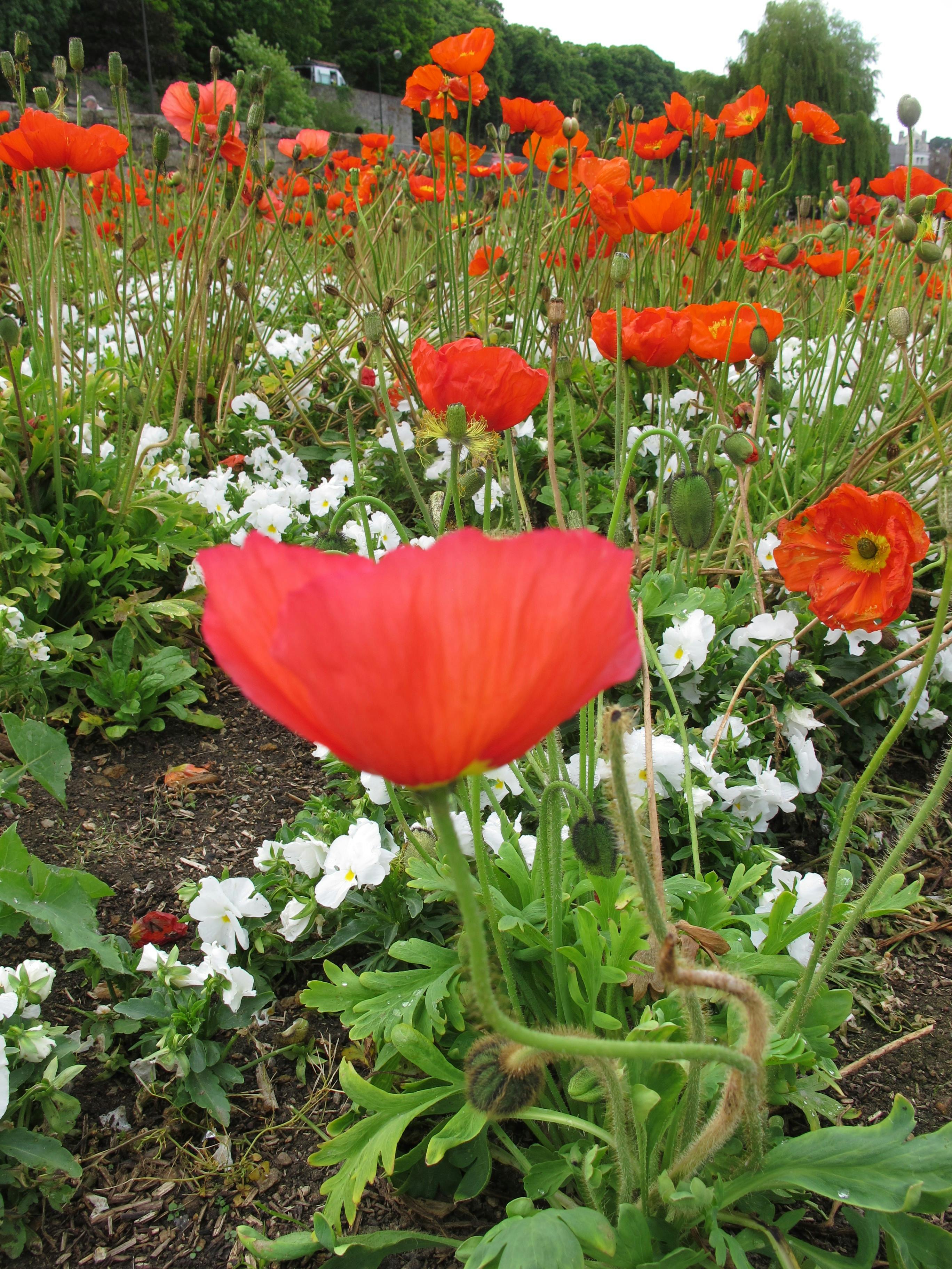 Free stock photo of flower, red, wild flowers
