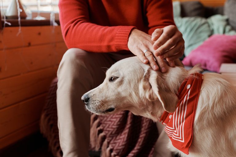 Should You Wash Your Hands after Petting a Dog? Answer]