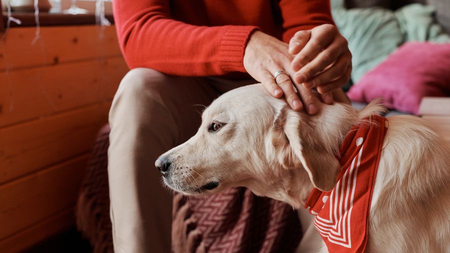 The Weekly Routine That Keeps My Dog in Good Shape