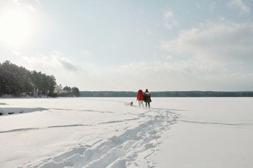 Free A couple walks their dog on a snowy field during a bright winter day, surrounded by trees. Stock Photo