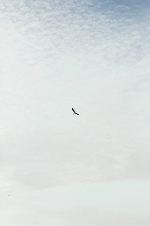 Foto profissional grátis de animal, ave, céu