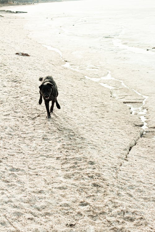 Foto profissional grátis de animal, animal de estimação, areia