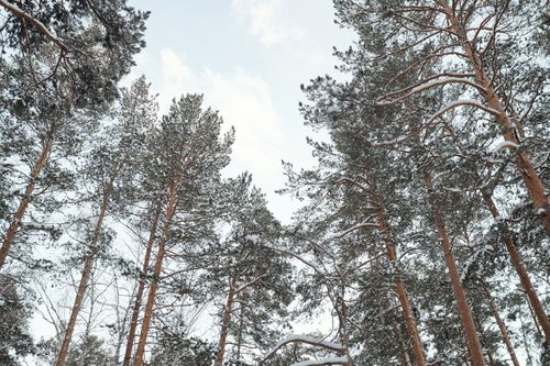 Free Tall pine trees dusted with snow against a clear winter sky, captured in a serene forest setting. Stock Photo