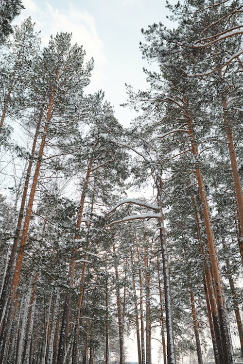 Darmowe zdjęcie z galerii z natura, ośnieżone drzewa, pionowy strzał