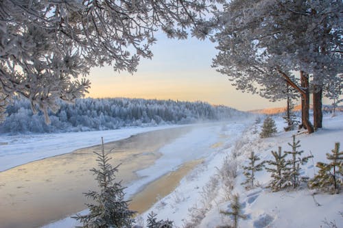 Бесплатное стоковое фото с деревья, зима, морозный