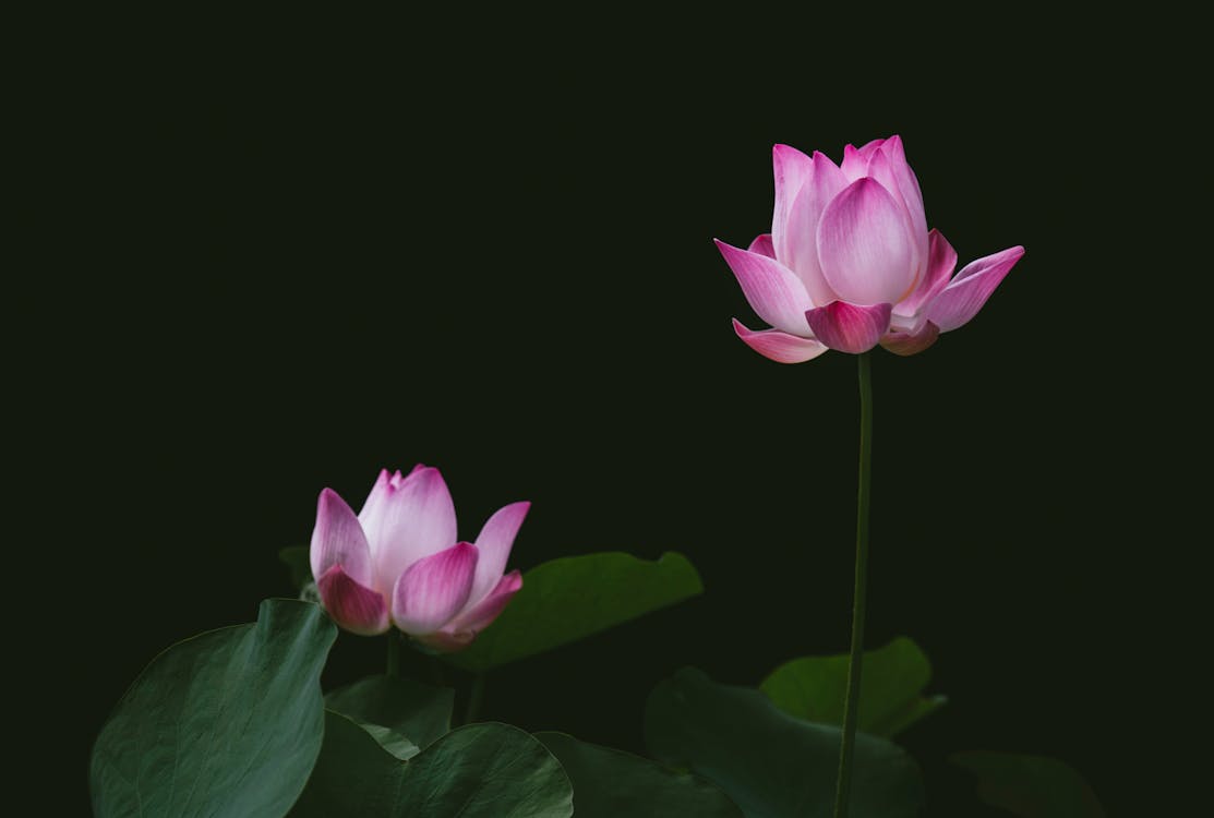 Free Close-up Photography of Lotus Stock Photo