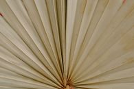 Long Blades of a Large Leaf