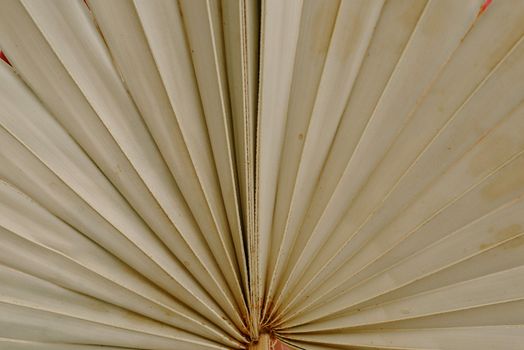 Long Blades of a Large Leaf