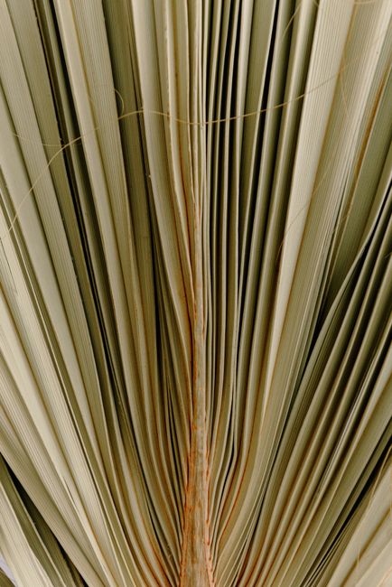 Detailed view of a fan palm leaf showing natural texture and structure.