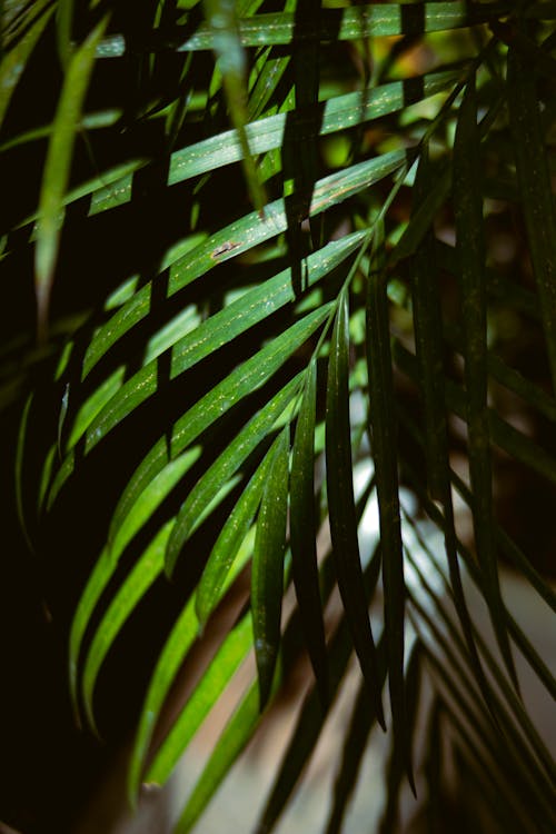 Green leaves of palm in sunlight