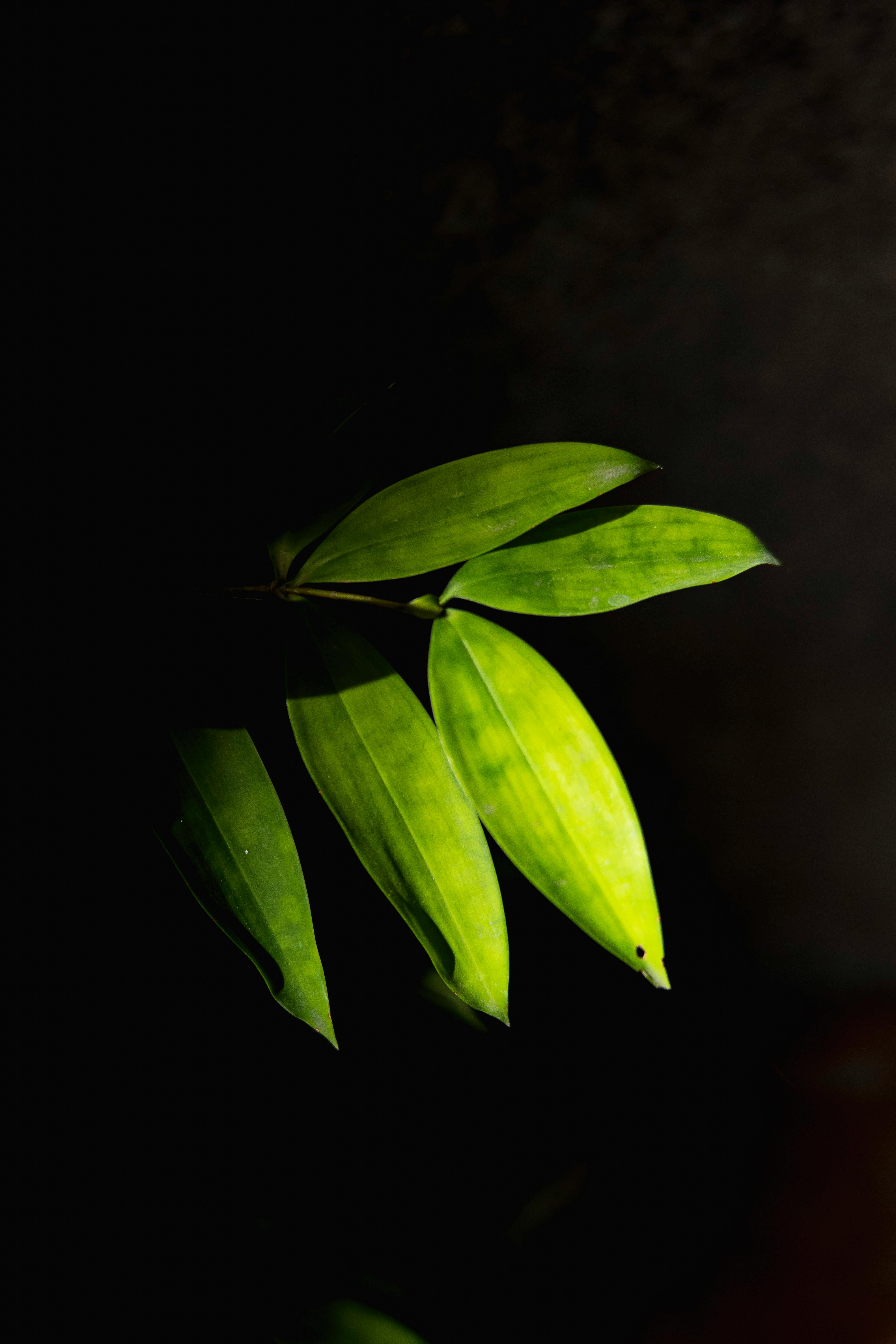 Green plant growing in darkness in nature · Free Stock Photo