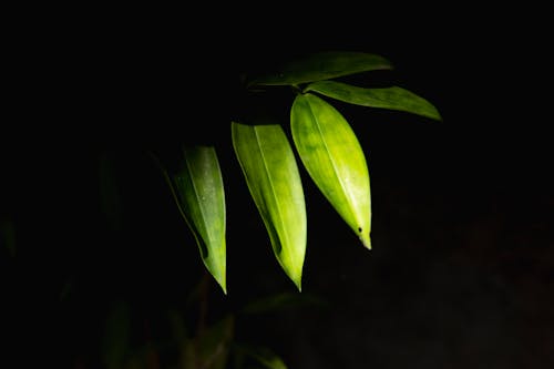 Green leaves on branch growing in nature at night