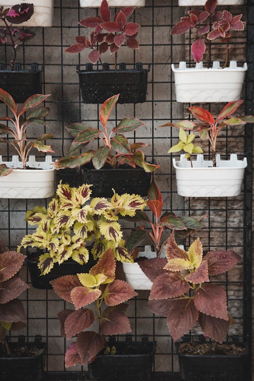 Different types of Coleus plant with brightly colored variegated leaves cultivating as houseplants