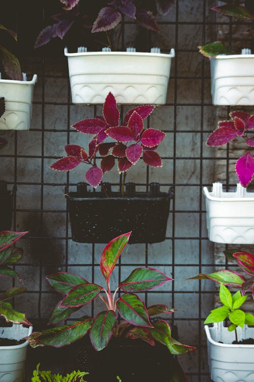 Potted plants on metal grid on floral shop