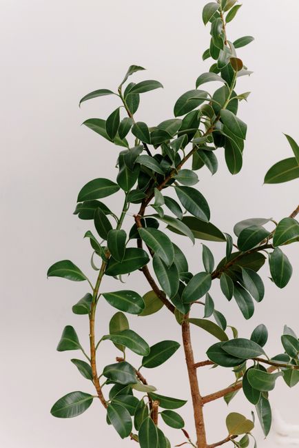Elegant ficus branch with glossy green leaves against a neutral white background, perfect for interior decor inspiration.