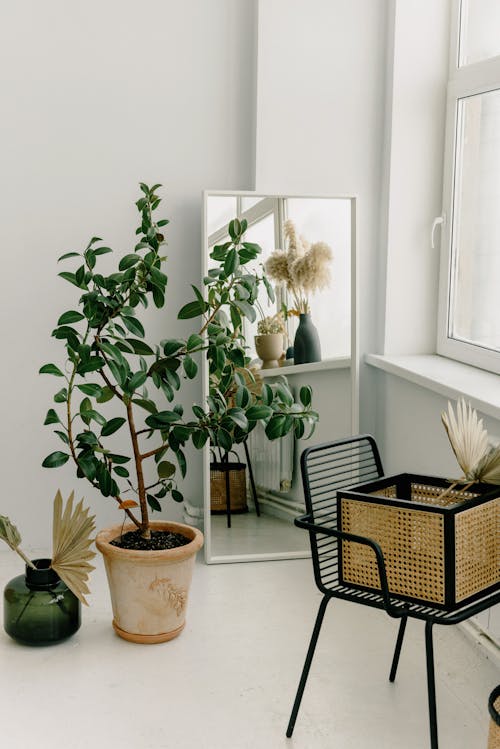 Free Potted Plant Beside a Mirror Stock Photo