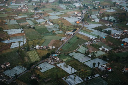 Aerial View of Houses and Rice Fields